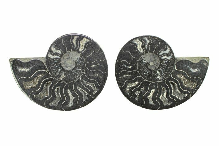 Cut & Polished Ammonite Fossil - Unusual Black Color #281338